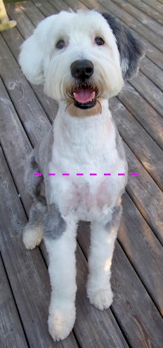 best clippers for old english sheepdog