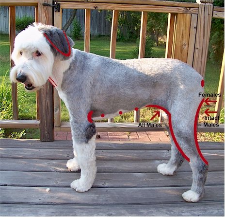 best clippers for old english sheepdog