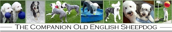 old english sheepdog rescue midwest