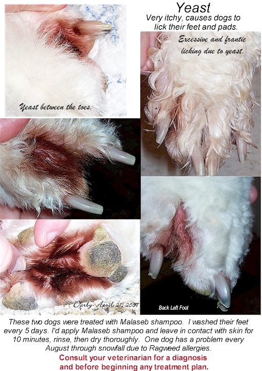 Pads- Trimming the Old English Sheepdog's Feet